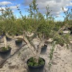 Granátové jablko (Punica granatum) ´MOLLAR DE ELCHE´ - výška 200-250 cm, obvod kmeňa 50/60 cm, EXEMPLÁR (-12°C)